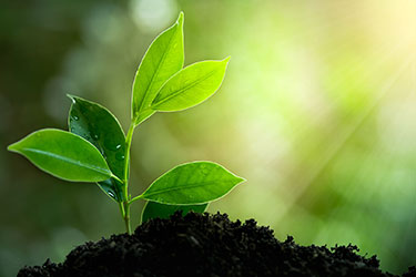 A young green plant with several leaves grows from dark soil, with sunlight shining in the background.